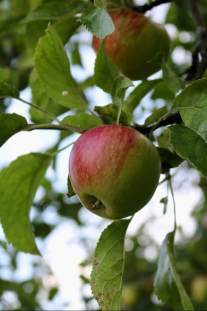 Ein rot-grüner Apfel hängt an einem Baum, umgeben von grünen Blättern. Der Himmel ist im Hintergrund leicht sichtbar., © Bad Urach Tourismus