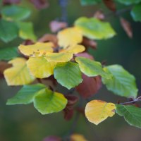 Bunte Herbstblätter in Gelb, Grün und Braun an einem Ast, unscharfer Hintergrund., © Stadtmarketing Sindelfingen Bunte Herbstblätter in Gelb, Grün und Braun an einem Ast, unscharfer Hintergrund., © Stadtmarketing Sindelfingen