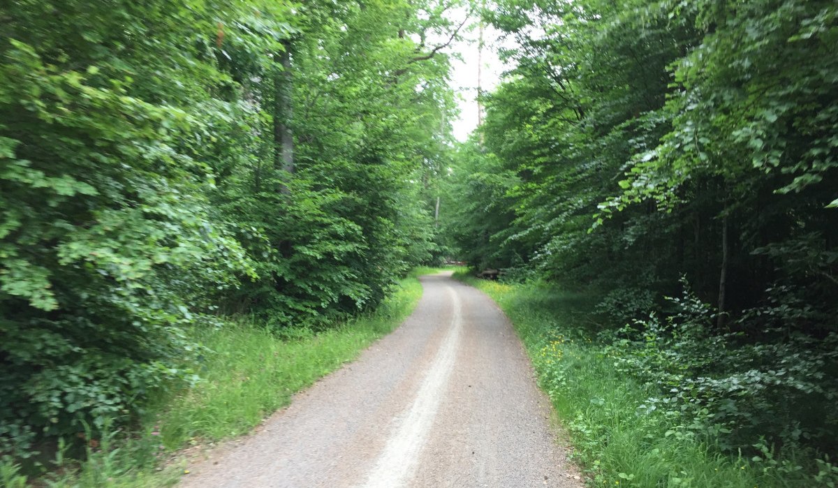 Ein schmaler Weg schlängelt sich durch den dichten, grünen Wald des Schönbuchs., © Natur.Nah. Schönbuch & Heckengäu