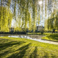 Sonniger Park mit Teich und hängenden Weidenbäumen im Alten Stadtgarten Kornwestheim. Die Sonne scheint durch das dichte Blätterwerk., © SMG, Sarah Schmid Sonniger Park mit Teich und hängenden Weidenbäumen im Alten Stadtgarten Kornwestheim. Die Sonne scheint durch das dichte Blätterwerk., © SMG, Sarah Schmid