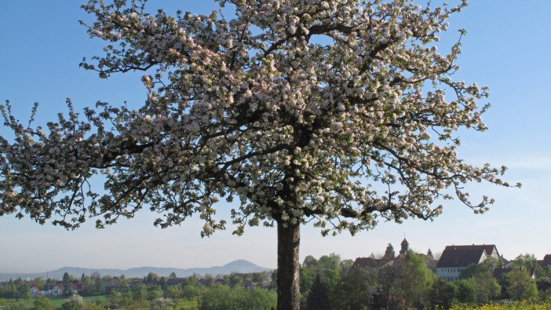 Ein blühender Apfelbaum steht auf einer Wiese voller gelber Blumen. Im Hintergrund sind ein Dorf und Hügel zu sehen., © Landkreis Göppingen