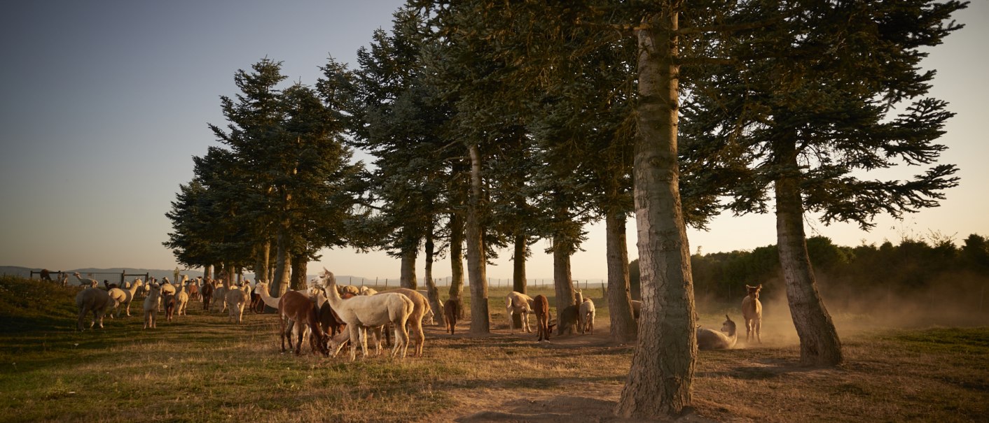 Alpakas grasen unter Bäumen im Abendlicht. Der Himmel ist klar, und die Sonne wirft lange Schatten auf den Boden., © J.C. Winkler Alpakas grasen unter Bäumen im Abendlicht. Der Himmel ist klar, und die Sonne wirft lange Schatten auf den Boden., © J.C. Winkler