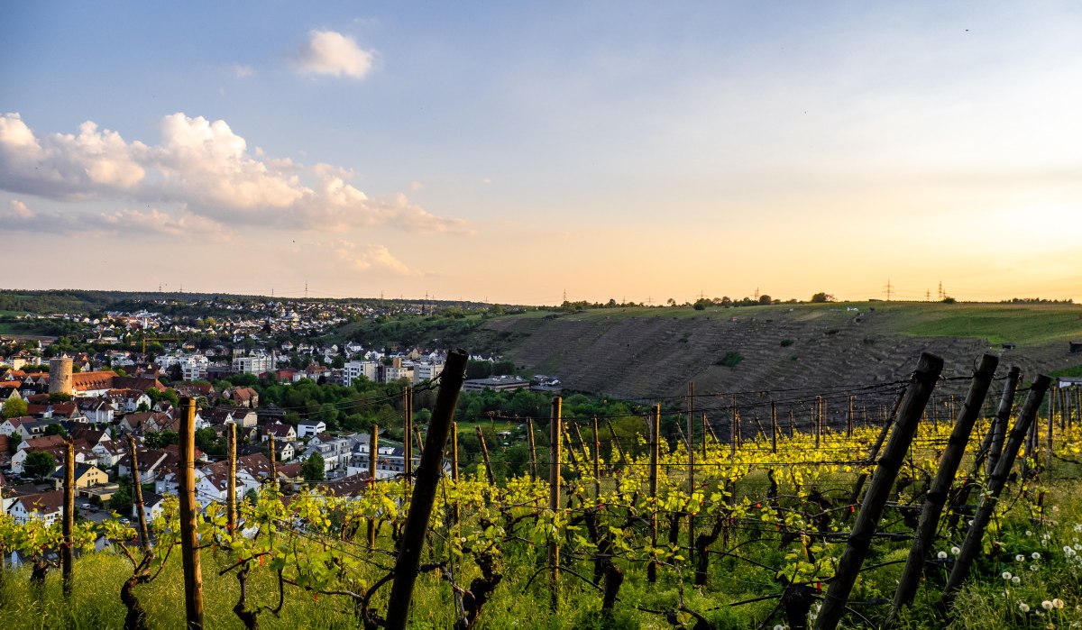 Aussichtsreich Walheim Schönste Weinsicht Blick Besigheim 2022, © Kraichgau-Stromberg Tourismus e.V. Aussichtsreich Walheim Schönste Weinsicht Blick Besigheim 2022, © Kraichgau-Stromberg Tourismus e.V.