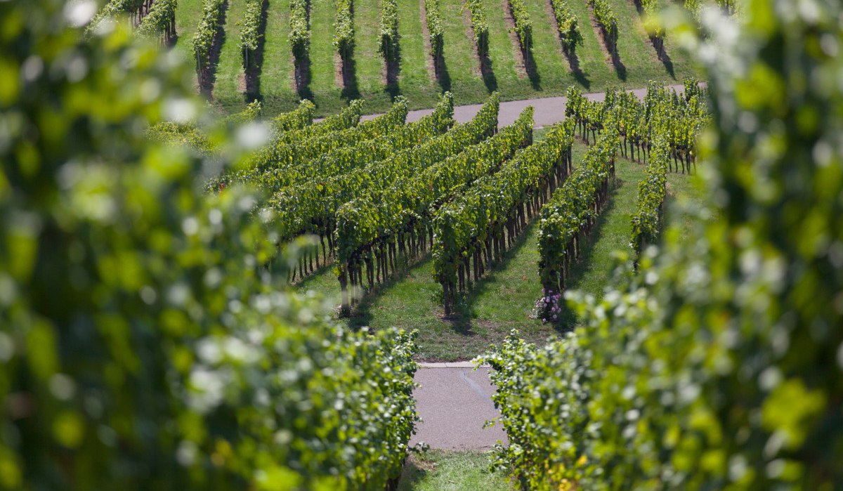 Grüne Weinberge mit geordneten Reihen von Rebstöcken, ein schmaler Weg verläuft dazwischen. Die Blätter sind saftig und dicht., © Remstal Tourismus e.V. Grüne Weinberge mit geordneten Reihen von Rebstöcken, ein schmaler Weg verläuft dazwischen. Die Blätter sind saftig und dicht., © Remstal Tourismus e.V.