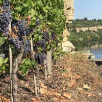 Reife Weintrauben h&auml;ngen an Reben auf einem Hang mit Blick auf einen Fluss und eine Staumauer. Die Landschaft ist von Weinbergen gepr&auml;gt., &copy; &copy; Manuela Priber