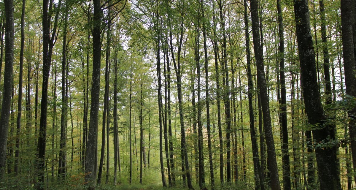 Wanderung am Waldrand entlang, &copy; Bad Urach Tourismus