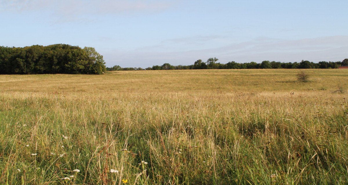 Eine weite Wiese mit hohem Gras und vereinzelten Blumen, im Hintergrund eine Baumreihe unter einem klaren blauen Himmel.