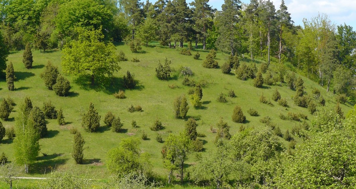Sanfte gr&uuml;ne H&uuml;gel mit verstreuten B&auml;umen und Str&auml;uchern unter einem klaren blauen Himmel., &copy; Natur.Nah. Sch&ouml;nbuch & Heckeng&auml;u