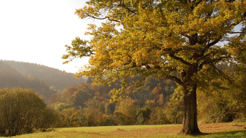 Großer Baum mit gelb-grünen Blättern auf einer Wiese, im Hintergrund bewaldete Hügel im Sonnenlicht., © Leinfelden-Echterdingen Großer Baum mit gelb-grünen Blättern auf einer Wiese, im Hintergrund bewaldete Hügel im Sonnenlicht., © Leinfelden-Echterdingen