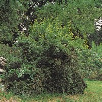 Burghalde Sindelfingen Burghalde Sindelfingen