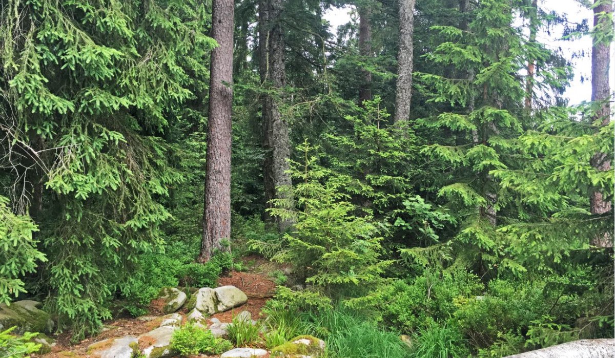 Dichter Wald mit hohen Nadelbäumen, grünem Unterholz und einem umgestürzten Baumstamm im Vordergrund., © www.pro-cycl.de Dichter Wald mit hohen Nadelbäumen, grünem Unterholz und einem umgestürzten Baumstamm im Vordergrund., © www.pro-cycl.de