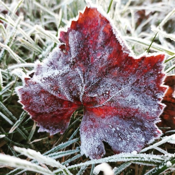 WeinWinterliches Roßwag, © Stadtverwaltung Vaihingen an der Enz WeinWinterliches Roßwag, © Stadtverwaltung Vaihingen an der Enz