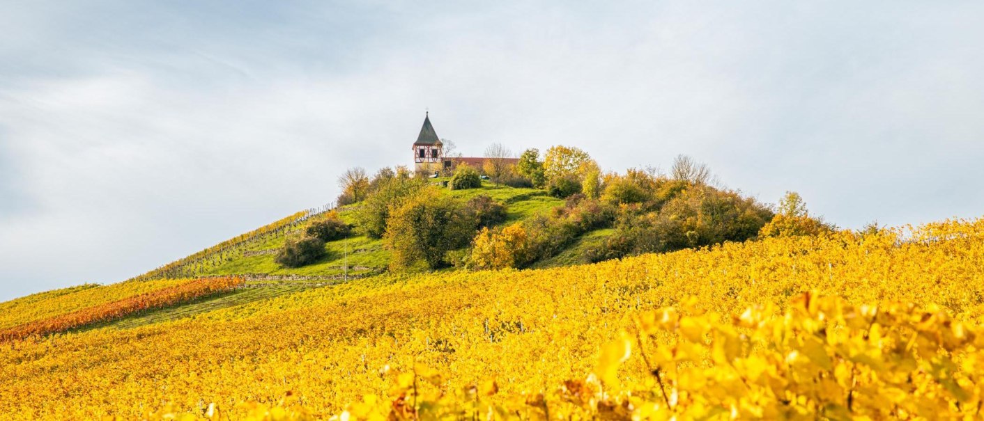 Herbstliche Weinberge am Michaelsberg in Cleebronn, gekrönt von einer Kirche. Die Blätter leuchten in sattem Gelb und Orange unter einem bewölkten Himmel., © Stuttgart-Marketing GmbH, Sarah Schmid