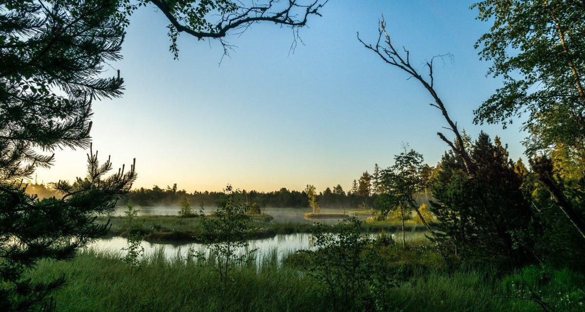 Morgenstimmung im Wildsee-Hochmoor, Deutschland. Nebel schwebt &uuml;ber dem Wasser, umgeben von B&auml;umen und Gras im sanften Licht des Sonnenaufgangs., &copy; N&ouml;rdlicher Schwarzwald