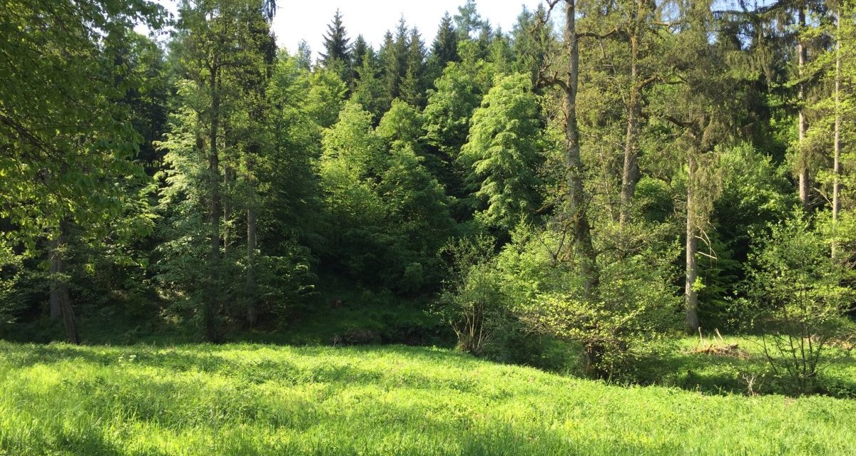 Üppige grüne Wiese umgeben von hohen Bäumen in einem Naturschutzgebiet. Die Sonne scheint durch das Blätterdach und erzeugt ein friedliches Ambiente., © www.pro-cycl.de Üppige grüne Wiese umgeben von hohen Bäumen in einem Naturschutzgebiet. Die Sonne scheint durch das Blätterdach und erzeugt ein friedliches Ambiente., © www.pro-cycl.de