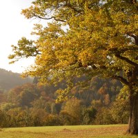 Großer Baum mit gelb-grünen Blättern auf einer Wiese, im Hintergrund bewaldete Hügel im Sonnenlicht., © Leinfelden-Echterdingen