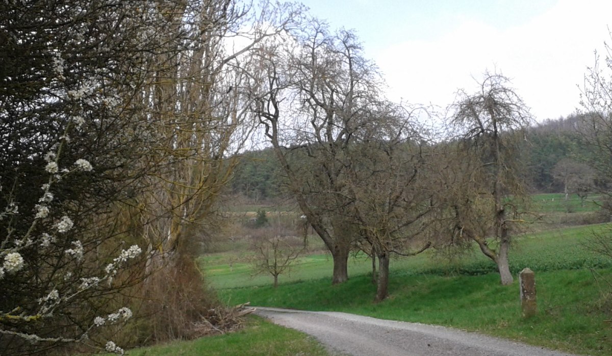 Ein Kiesweg schlängelt sich durch eine grüne Landschaft mit blühenden Bäumen und Wiesen im NSG Betzenbuckel., © Natur.Nah. Schönbuch & Heckengäu