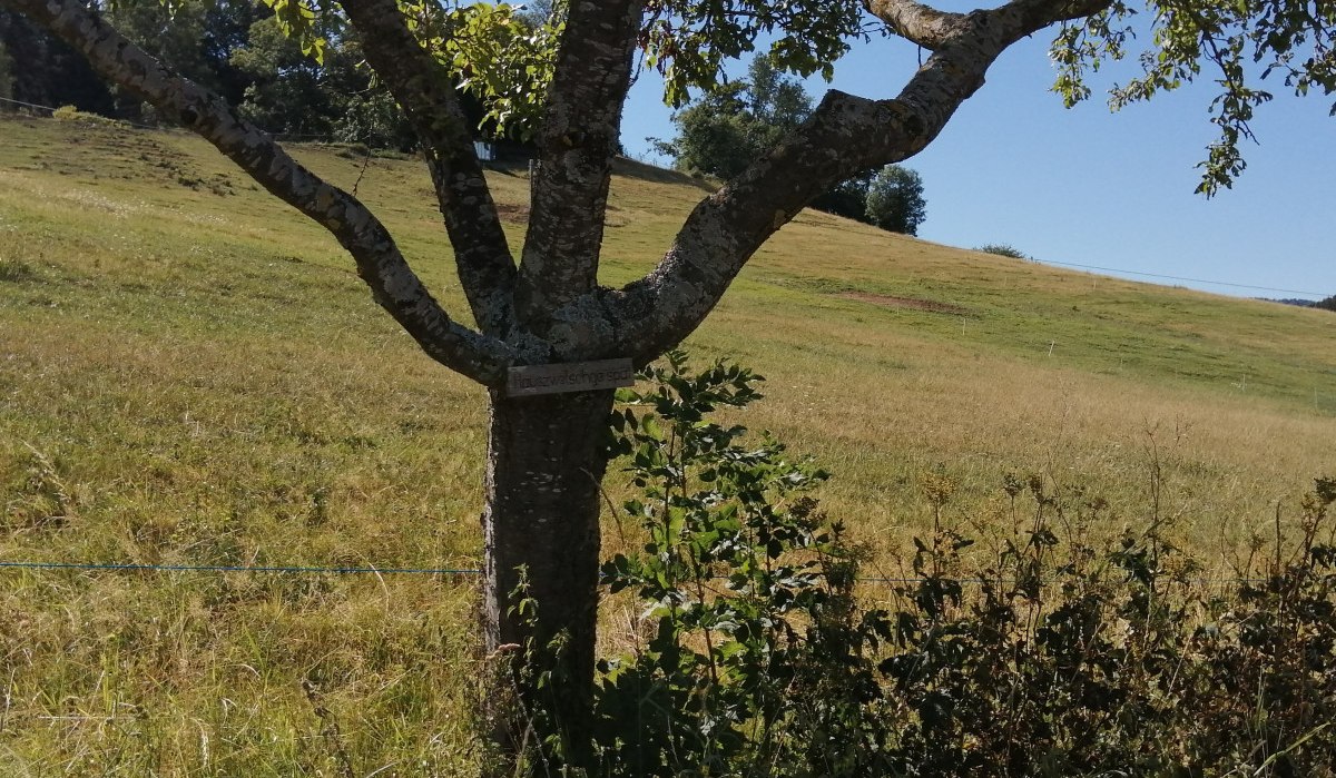 Ein Baum mit einem Schild steht auf einer grünen Wiese. Im Hintergrund ist ein blauer Himmel zu sehen., © Foto: Cornelia Steinbach Ein Baum mit einem Schild steht auf einer grünen Wiese. Im Hintergrund ist ein blauer Himmel zu sehen., © Foto: Cornelia Steinbach