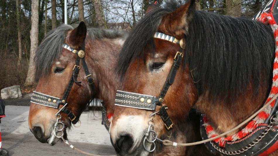 zwei Pferdeköpfe mit Zaumzeug, © Petra Natzkowski