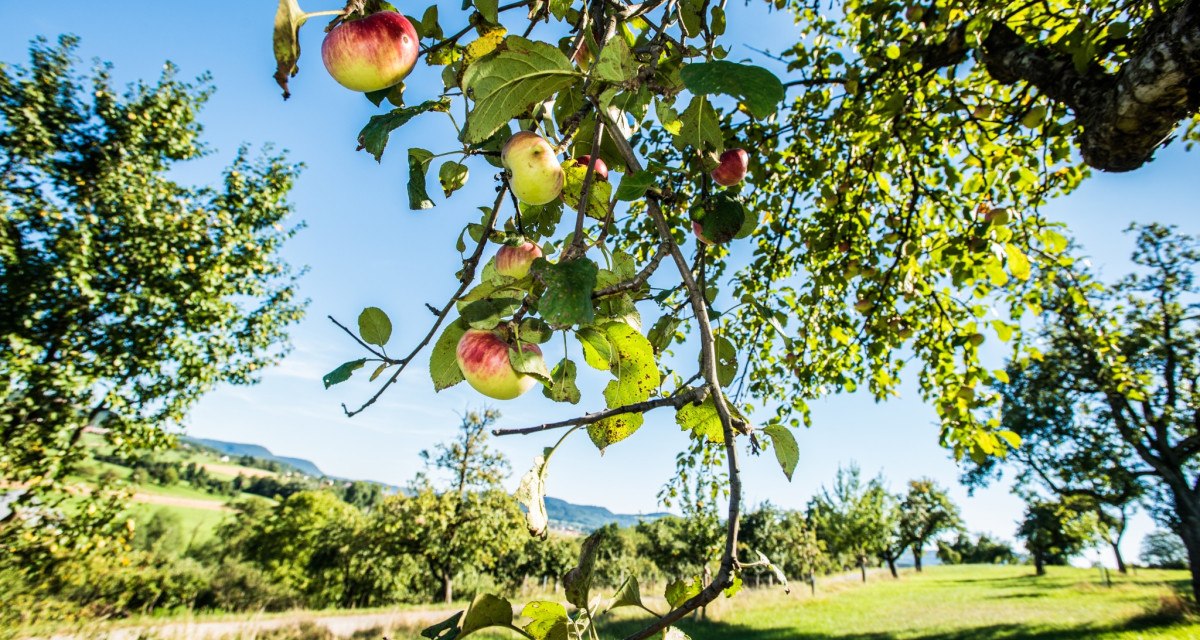 Ein Ast eines Apfelbaums mit reifen Äpfeln hängt über einer grünen Wiese. Im Hintergrund sind weitere Bäume und ein blauer Himmel zu sehen., © Landkreis Göppingen Ein Ast eines Apfelbaums mit reifen Äpfeln hängt über einer grünen Wiese. Im Hintergrund sind weitere Bäume und ein blauer Himmel zu sehen., © Landkreis Göppingen