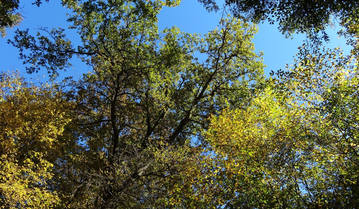 Blick nach oben in die Baumkronen eines Waldes. Die Blätter sind grün und gelb gefärbt, der Himmel ist klar und blau., © Nürtingen - Stuttgart-Marketing GmbH Blick nach oben in die Baumkronen eines Waldes. Die Blätter sind grün und gelb gefärbt, der Himmel ist klar und blau., © Nürtingen - Stuttgart-Marketing GmbH
