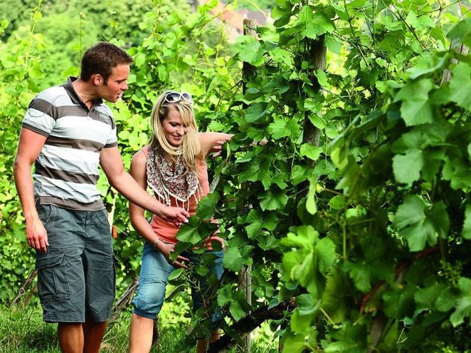 Wandern wo der Wein wächst, © Esslinger Stadtmarketing &amp; Tourismus GmbH