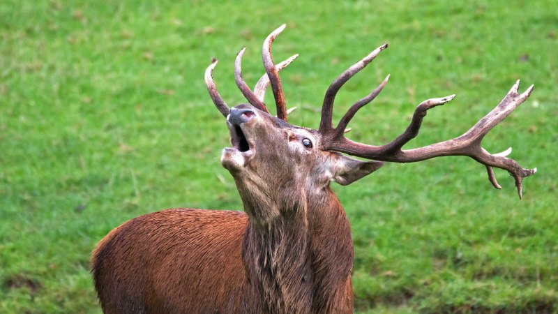 Wildparadies_Tiere_Hirsch_Brunft, © Erlebnispark Tripsdrill