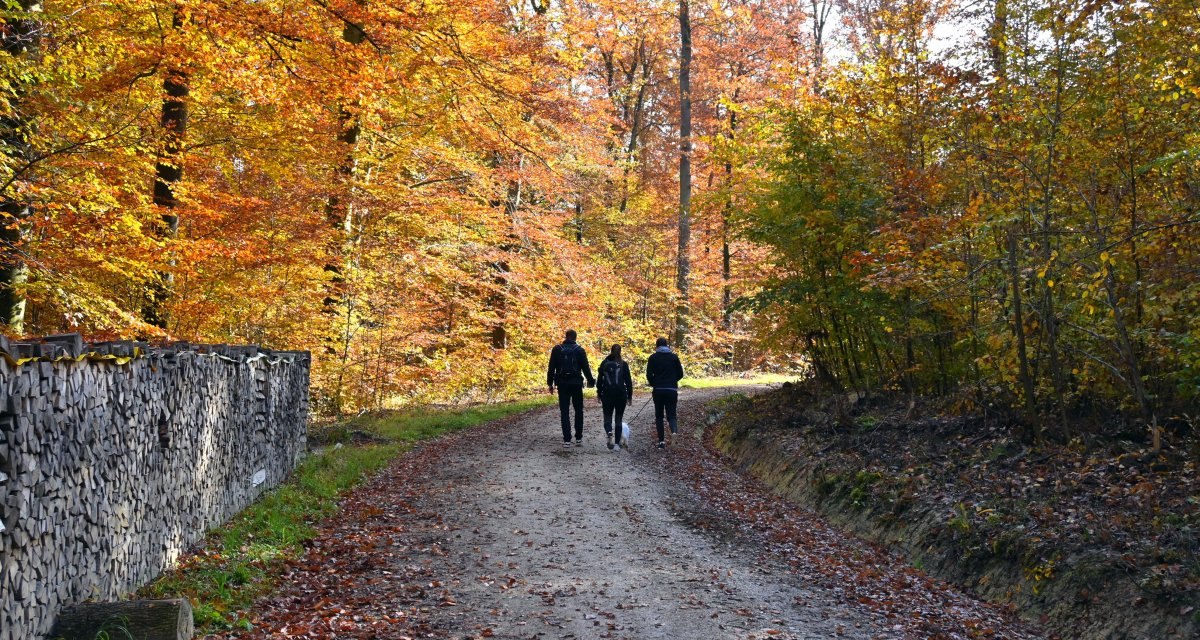 Ein bunter Herbstwald begeistert auf der Tour Ein bunter Herbstwald begeistert auf der Tour