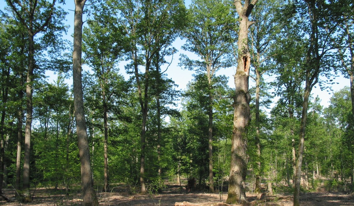 Lichter Wald mit hohen B&auml;umen und vereinzeltem Unterholz unter blauem Himmel. Sonnenlicht f&auml;llt durch die Baumkronen auf den Waldboden., &copy; Natur.Nah. Sch&ouml;nbuch & Heckeng&auml;u