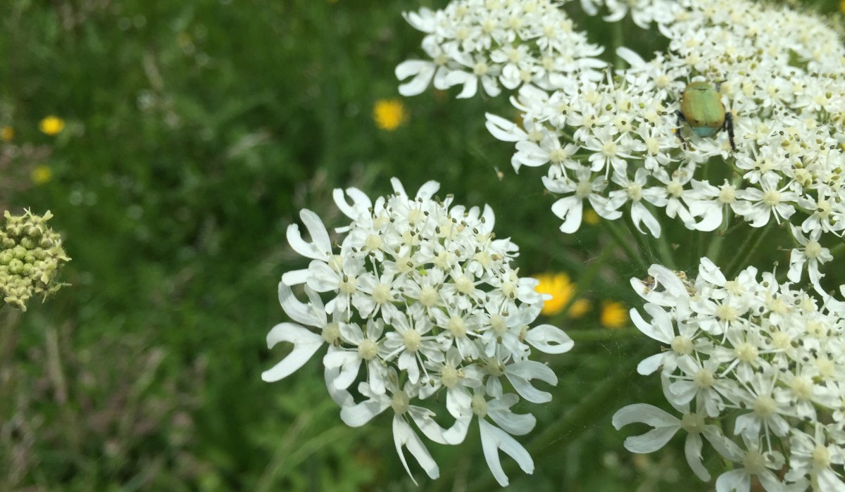 Ein grüner Käfer auf einer weißen Blütendolde, umgeben von unscharfem, grünem Hintergrund mit gelben Blumen., © www.pro-cycl.de Ein grüner Käfer auf einer weißen Blütendolde, umgeben von unscharfem, grünem Hintergrund mit gelben Blumen., © www.pro-cycl.de