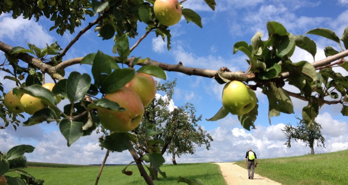 Ein Wanderer mit Rucksack geht auf einem Feldweg, umgeben von Apfelb&auml;umen und gr&uuml;nen Wiesen, unter einem blauen Himmel mit Wolken., &copy; N&uuml;rtingen - Stuttgart-Marketing GmbH