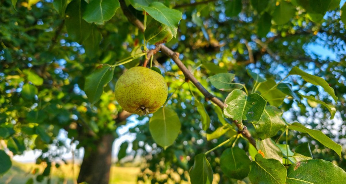 Obstlehrpfad Gammelshausen, &copy; District of G&ouml;ppingen