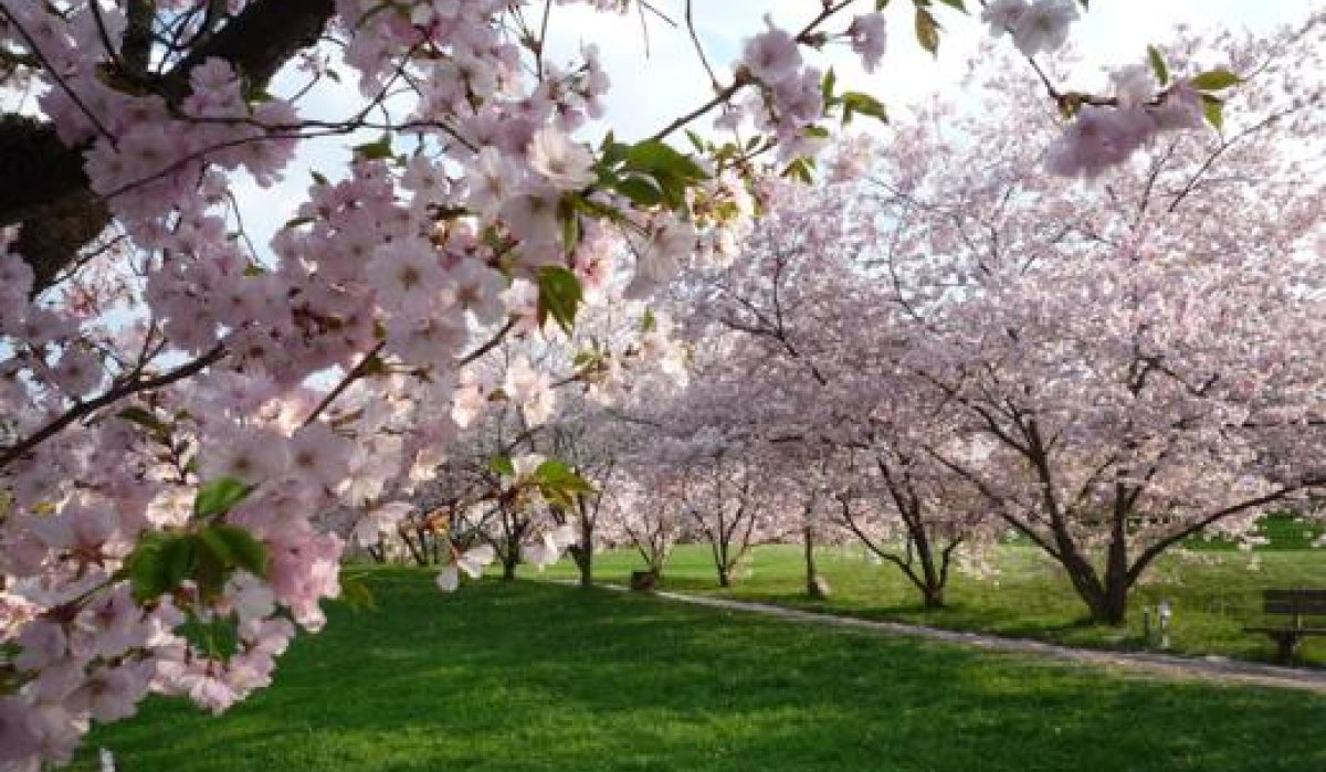 Blühende Kirschbäume im Aibachgrund Darmsheim, mit rosa Blüten und grünem Rasen im Hintergrund. Ein Weg führt durch die Landschaft., © Sindelfingen - Stuttgart-Marketing GmbH