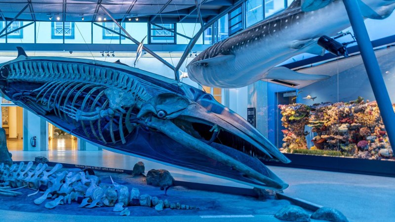 Ein gro&szlig;es Walskelett in einer blauen, beleuchteten Ausstellung im Naturkundemuseum Schloss Rosenstein., &copy; Stuttgart Marketing GmbH, Sarah Schmid