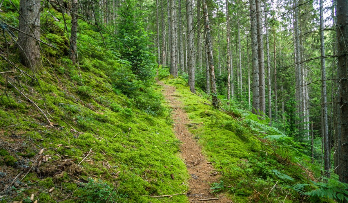 Zauberhafte Pfade f&uuml;hren durch den Wald, &copy; N&ouml;rdlicher Schwarzwald