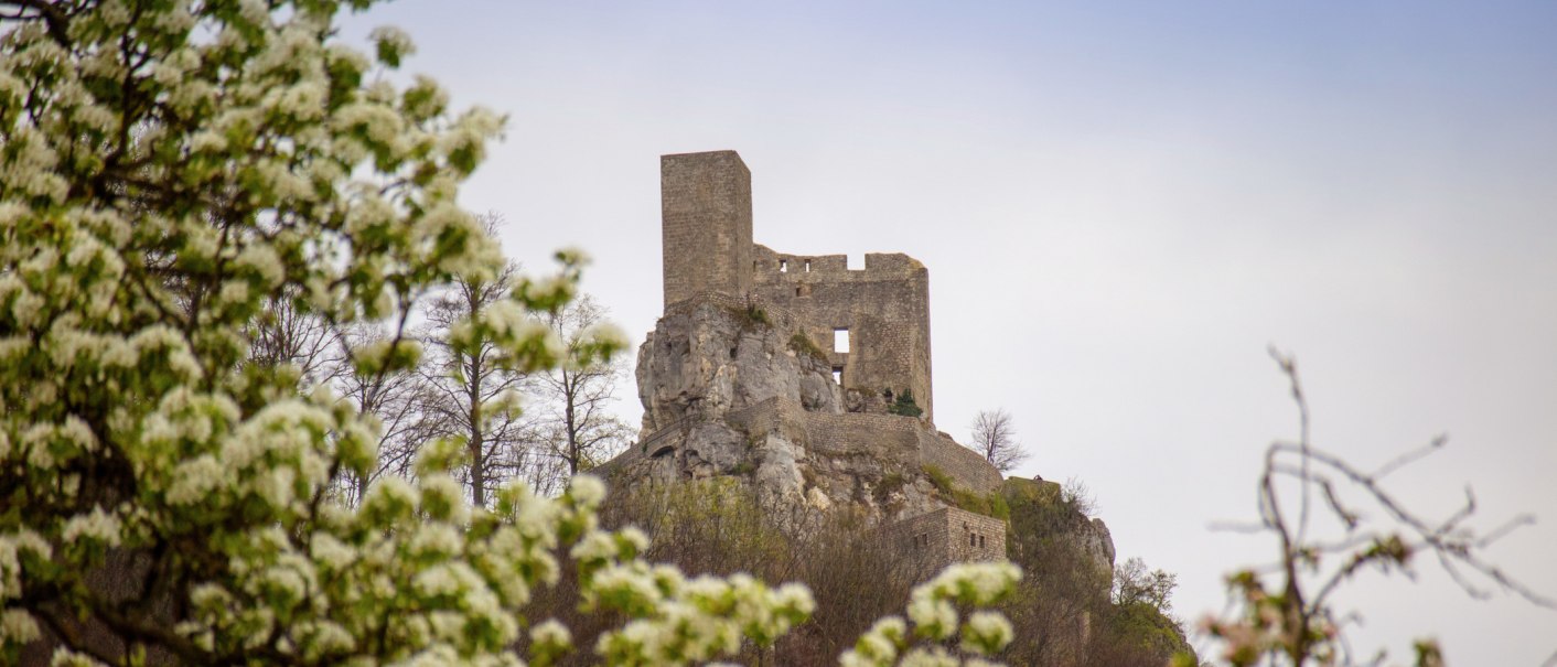 Die Ruine der Burg Reu&szlig;enstein thront auf einem Felsen, umgeben von bl&uuml;henden B&auml;umen im Vordergrund. Der Himmel ist leicht bew&ouml;lkt., &copy; SGM, Achim Mende
