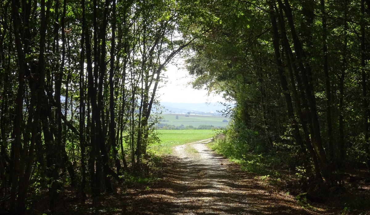 Ein schattiger Waldweg öffnet sich zu einer sonnigen Wiese mit Blick auf eine hügelige Landschaft im Hintergrund., © Foto: Cornelia Steinbach Ein schattiger Waldweg öffnet sich zu einer sonnigen Wiese mit Blick auf eine hügelige Landschaft im Hintergrund., © Foto: Cornelia Steinbach