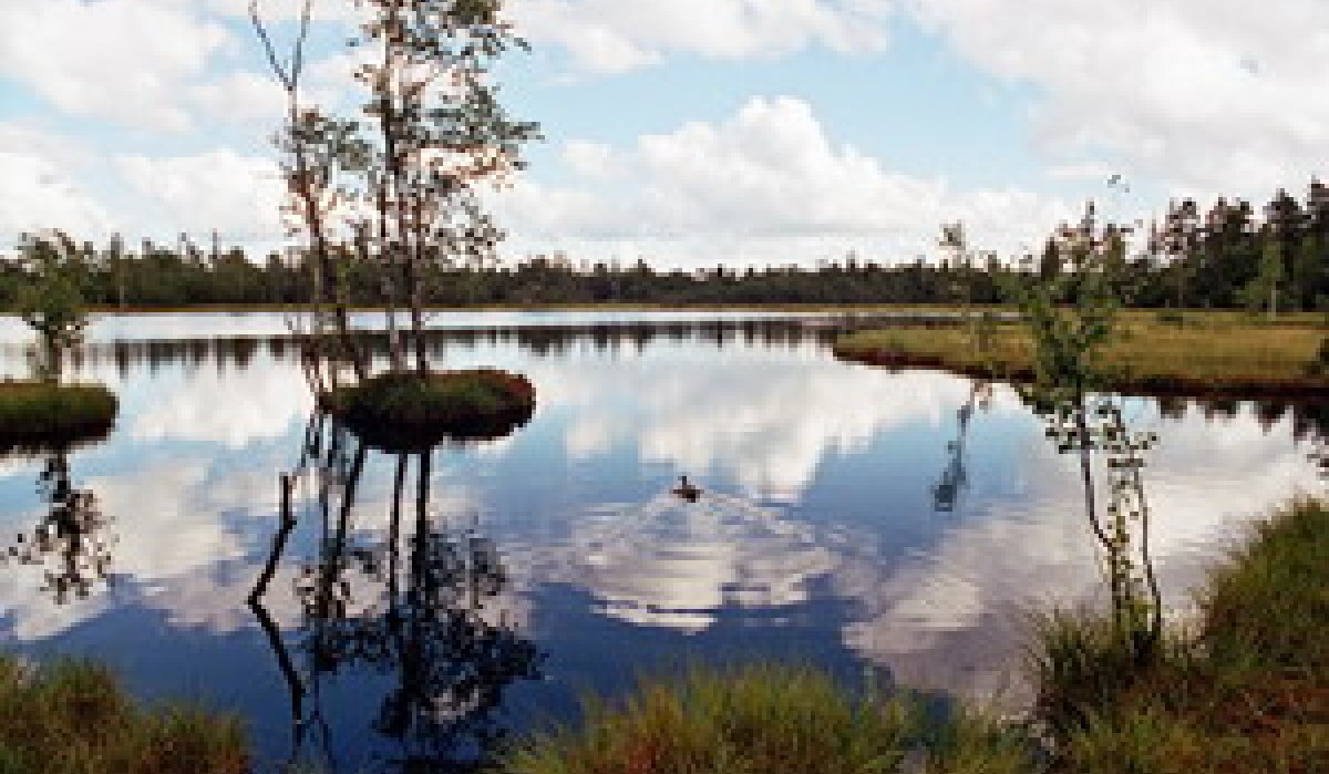Ein ruhiger See mit Bäumen und einer Ente in der Mitte. Der Himmel ist blau mit weißen Wolken, die sich im Wasser spiegeln., © Touristinfo Gernsbach Ein ruhiger See mit Bäumen und einer Ente in der Mitte. Der Himmel ist blau mit weißen Wolken, die sich im Wasser spiegeln., © Touristinfo Gernsbach