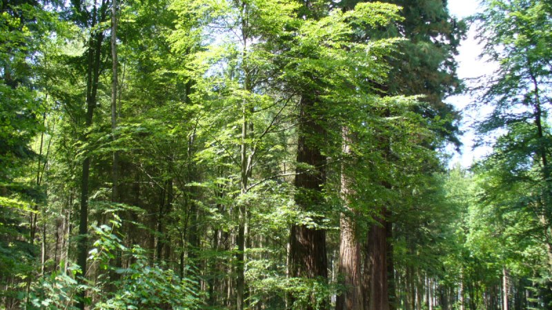 Waldweg durch dichten Wald mit hohen Mammutbäumen und grünem Laub., © Remstal Tourismus e.V.