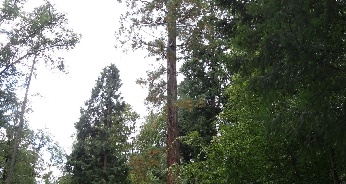 Ein hoher Mammutbaum steht in einem dichten Wald. Ein schmaler Weg und eine Bank sind im Vordergrund sichtbar., © Nürtingen - Stuttgart-Marketing GmbH Ein hoher Mammutbaum steht in einem dichten Wald. Ein schmaler Weg und eine Bank sind im Vordergrund sichtbar., © Nürtingen - Stuttgart-Marketing GmbH