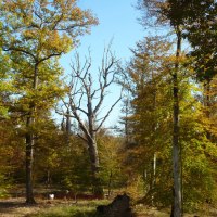 Herbstliche Waldszene mit buntem Laub, kahlem Baum in der Mitte und einem Zaun im Vordergrund. Ein Tier ist im Hintergrund sichtbar., &copy; Natur.Nah. Sch&ouml;nbuch & Heckeng&auml;u
