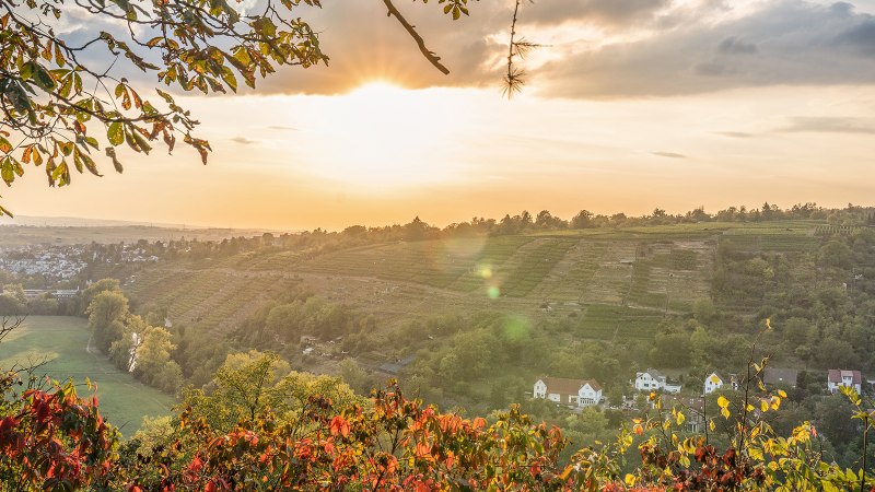 Sonnenuntergang &uuml;ber Weinbergen und H&auml;usern in Bietigheim. Herbstliche Bl&auml;tter im Vordergrund, sanfte H&uuml;gel und ein weites Tal im Hintergrund., &copy; SMG, Martina Denker