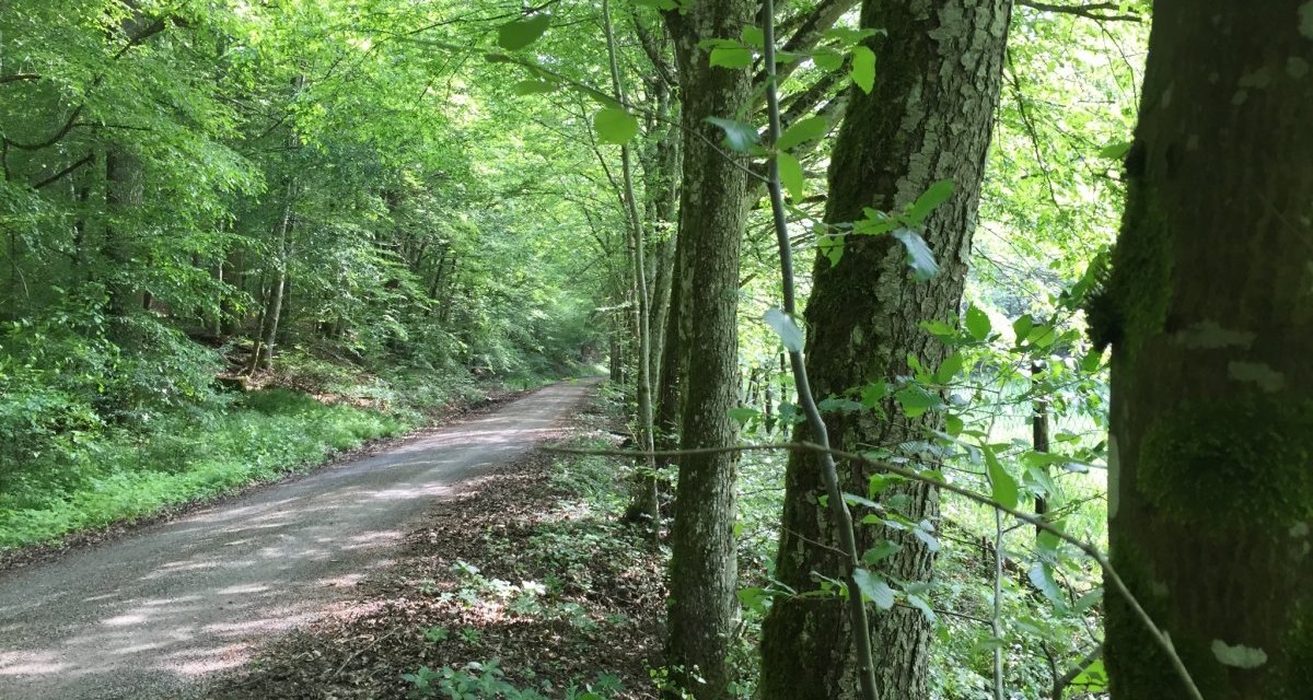 Ein schmaler Weg schlängelt sich durch eine grüne Waldallee, umgeben von dichtem Laub und hohen Bäumen., © www.pro-cycl.de Ein schmaler Weg schlängelt sich durch eine grüne Waldallee, umgeben von dichtem Laub und hohen Bäumen., © www.pro-cycl.de
