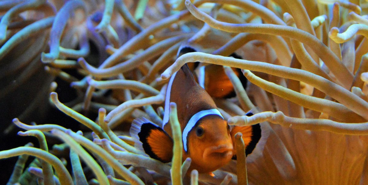 Nemo Fisch, © Aquarien- und Terrarienverein Nymphaea