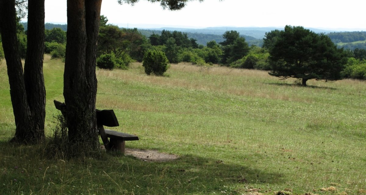 Eine Holzbank im Schatten von Bäumen auf einer Wiese mit Blick auf eine hügelige Landschaft. Ein einzelner Baum steht im Hintergrund., © Natur.Nah. Schönbuch & Heckengäu Eine Holzbank im Schatten von Bäumen auf einer Wiese mit Blick auf eine hügelige Landschaft. Ein einzelner Baum steht im Hintergrund., © Natur.Nah. Schönbuch & Heckengäu