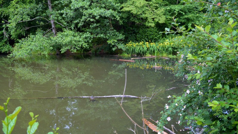 Ein ruhiger Teich mit grünen Bäumen und Sträuchern, gelbe Blumen am Ufer und im Wasser treibende Äste., © Landkreis Göppingen Ein ruhiger Teich mit grünen Bäumen und Sträuchern, gelbe Blumen am Ufer und im Wasser treibende Äste., © Landkreis Göppingen