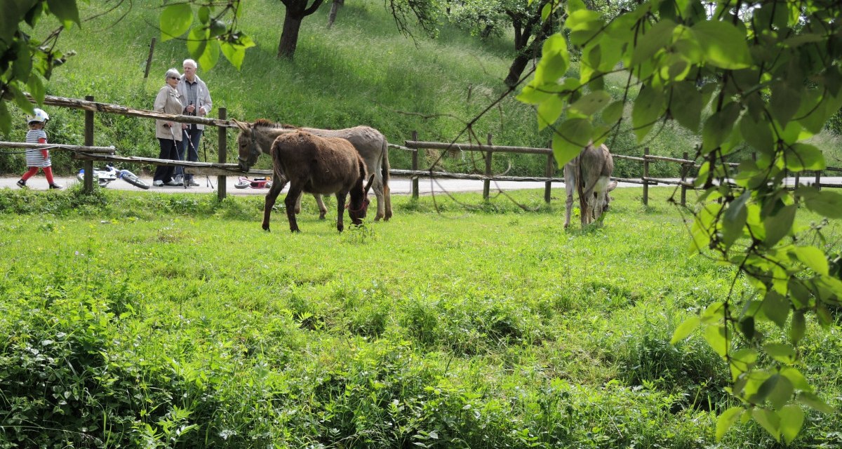 Zwei Esel grasen friedlich auf einer grünen Wiese. Im Hintergrund spazieren Menschen entlang eines Weges, umgeben von Bäumen und Natur., © Natur.Nah. Schönbuch & Heckengäu Zwei Esel grasen friedlich auf einer grünen Wiese. Im Hintergrund spazieren Menschen entlang eines Weges, umgeben von Bäumen und Natur., © Natur.Nah. Schönbuch & Heckengäu