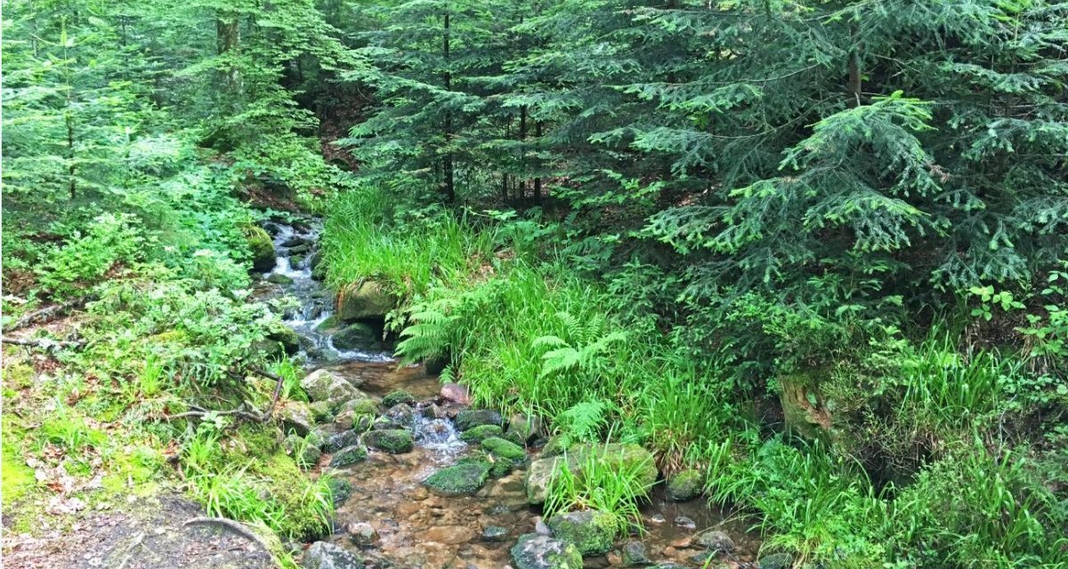 Ein kleiner Bach flie&szlig;t durch einen dichten, gr&uuml;nen Wald. Moos und Farne s&auml;umen das Ufer, w&auml;hrend B&auml;ume Schatten spenden., &copy; www.pro-cycl.de