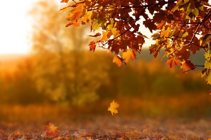 Bunte Herbstbl&auml;tter h&auml;ngen von einem Baum, w&auml;hrend ein Blatt zu Boden f&auml;llt. Der Hintergrund ist unscharf und zeigt eine herbstliche Landschaft., &copy; Stadt G&ouml;ppingen