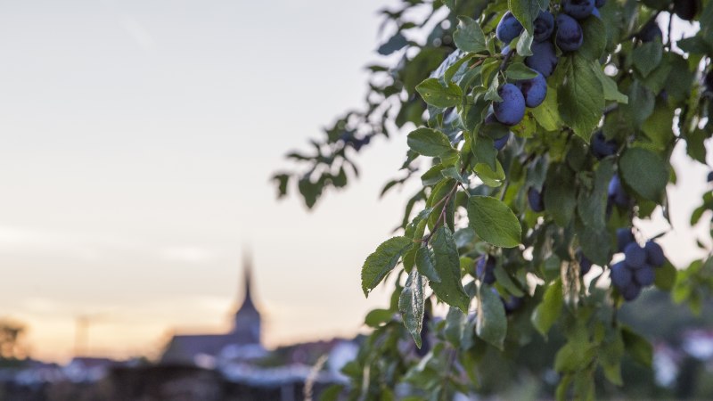 Ein Ast mit reifen Pflaumen hängt im Vordergrund, während im Hintergrund unscharf eine Kirchturmspitze bei Sonnenuntergang zu sehen ist., © Benedikt Reder Ein Ast mit reifen Pflaumen hängt im Vordergrund, während im Hintergrund unscharf eine Kirchturmspitze bei Sonnenuntergang zu sehen ist., © Benedikt Reder